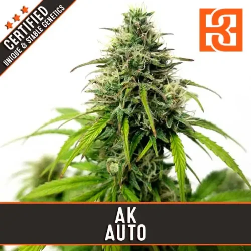 Blimburn Seeds Cannabis Seeds AK Auto 3 pár