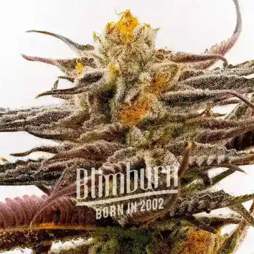 Blimburn Seeds Cannabis Seeds Purple Star Killer Feminized 100 db