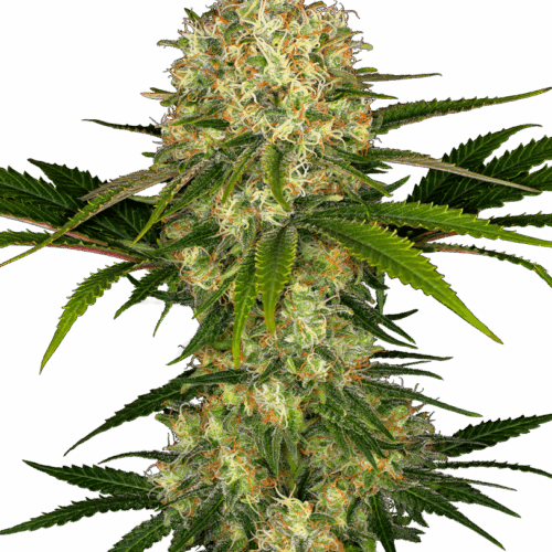 Sensi Seeds Cannabis Seeds Afghani #1® Feminized