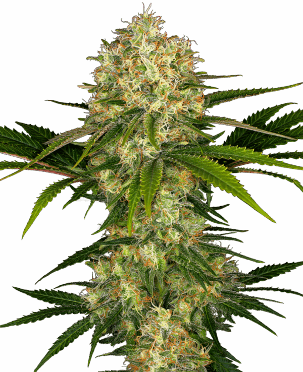 Sensi Seeds Cannabis Seeds Afghani #1® Feminized