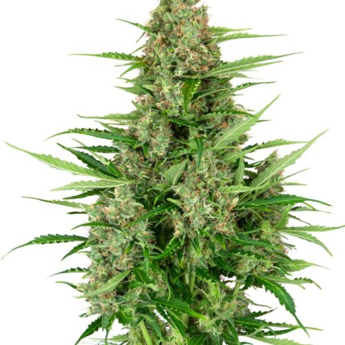 Sensi Seeds Cannabis Seeds Double Kush Cake Automatic Feminized