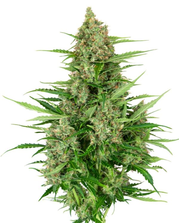 Sensi Seeds Cannabis Seeds Double Kush Cake Automatic Feminized