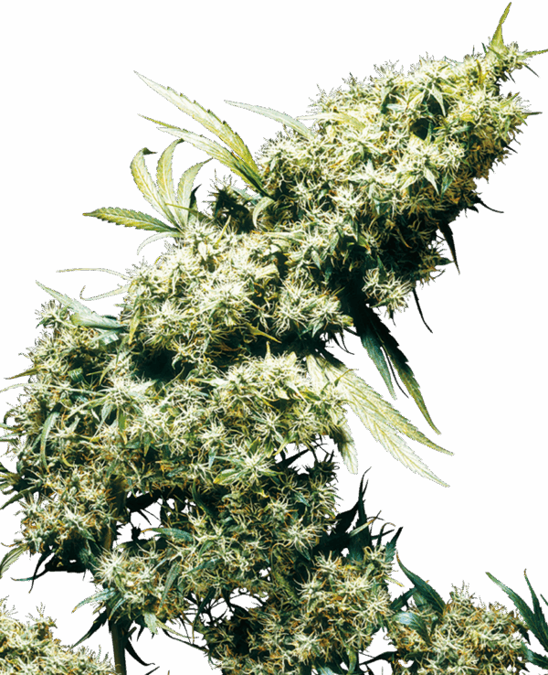 Sensi Seeds Cannabis Seeds Jamaica Pearl® Feminized