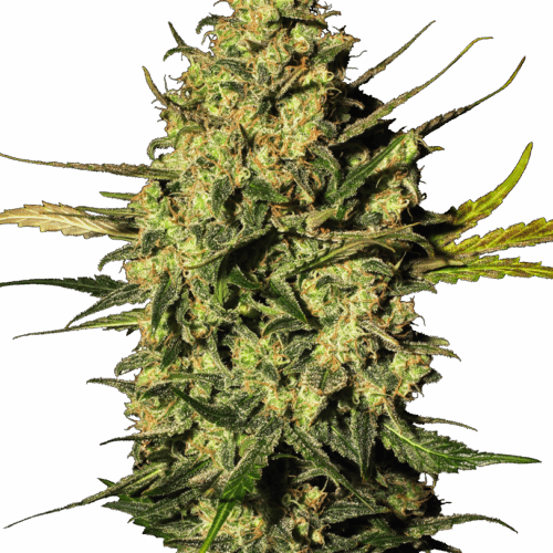 Sensi Seeds Cannabis Seeds Master Kush Automatic Feminized by White Label