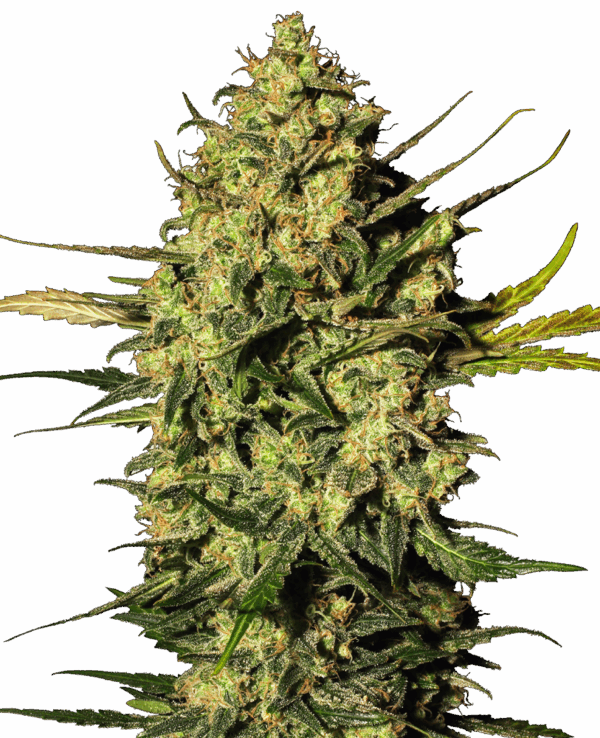 Sensi Seeds Cannabis Seeds Master Kush Automatic Feminized by White Label