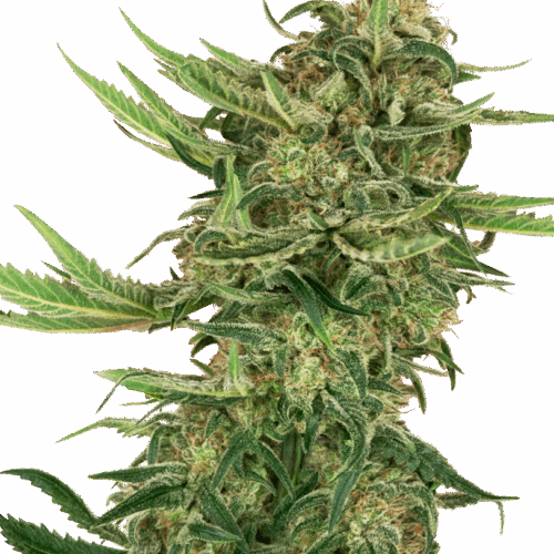 Sensi Seeds Cannabis Seeds N13 Kush Feminized