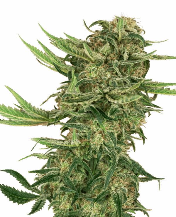 Sensi Seeds Cannabis Seeds N13 Kush Feminized
