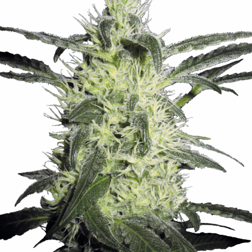 Sensi Seeds Cannabis Silver Haze® Regular