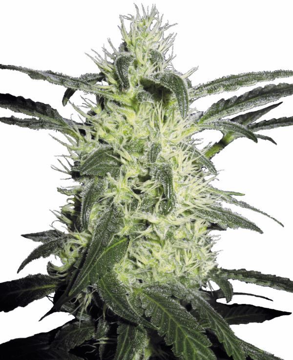 Sensi Seeds Cannabis Silver Haze® Regular