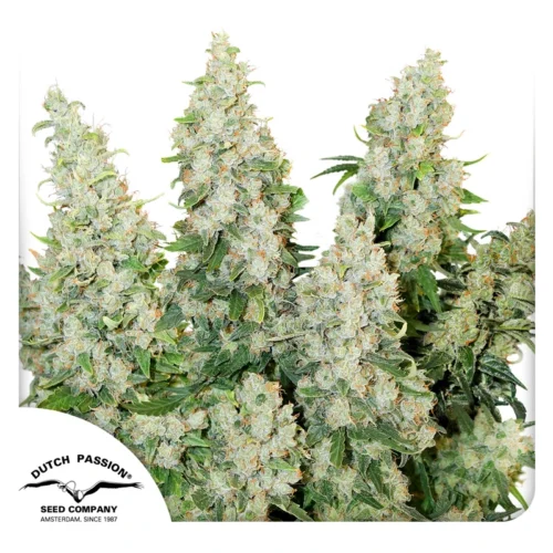 Dutch Passion A Cannabis Seeds Auto Think Different Autoflowering 100 db