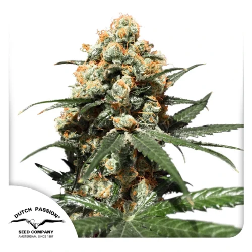 Dutch Passion Cannabis Seeds Orange Hill Special® Feminized 100 db