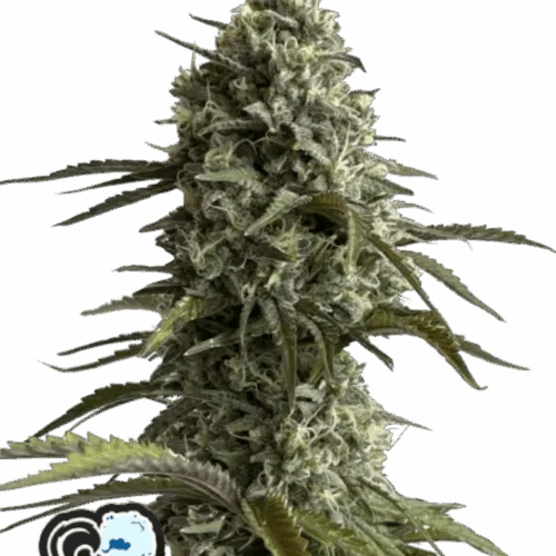 Fast Buds Cannabis Seeds Skunk Auto 100 db