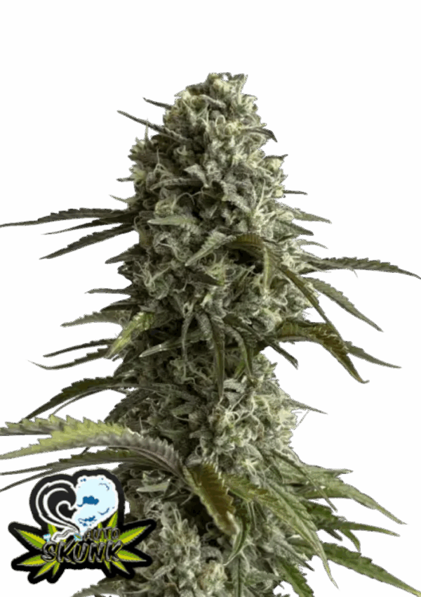Fast Buds Cannabis Seeds Skunk Auto 100 db
