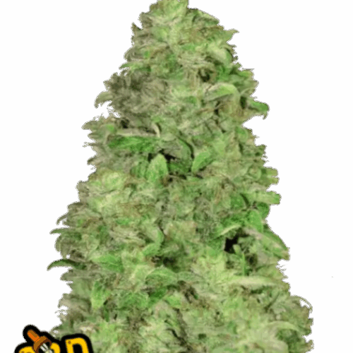 Fast Buds Cannabis Seeds CBD 20:1 Auto 100 db