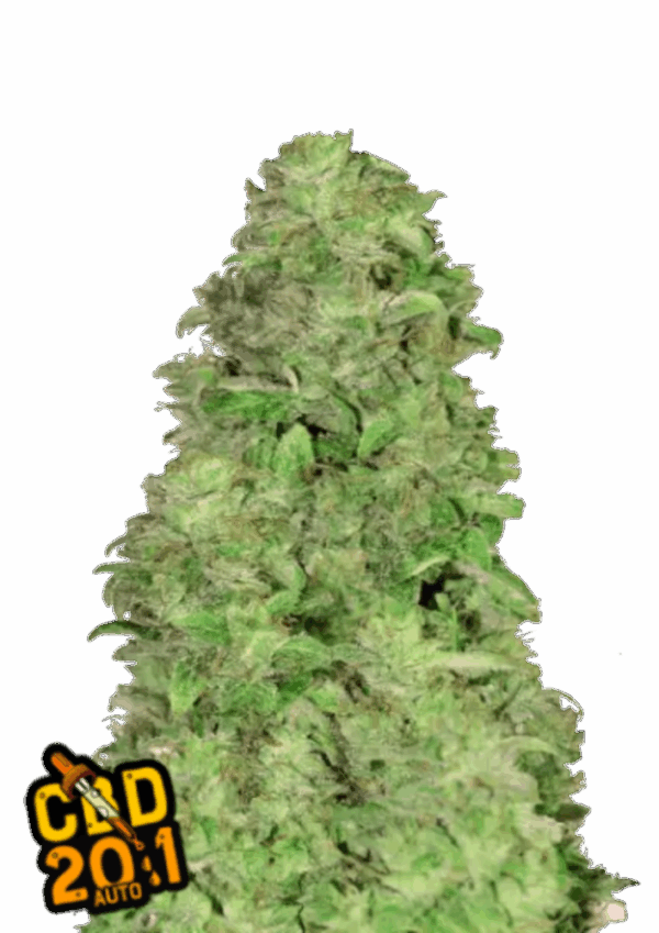 Fast Buds Cannabis Seeds CBD 20:1 Auto 100 db