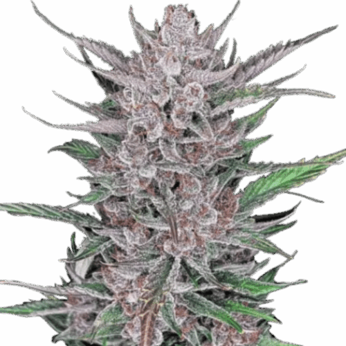 Fast Buds Cannabis Seeds Gorilla Punch Auto 100 db