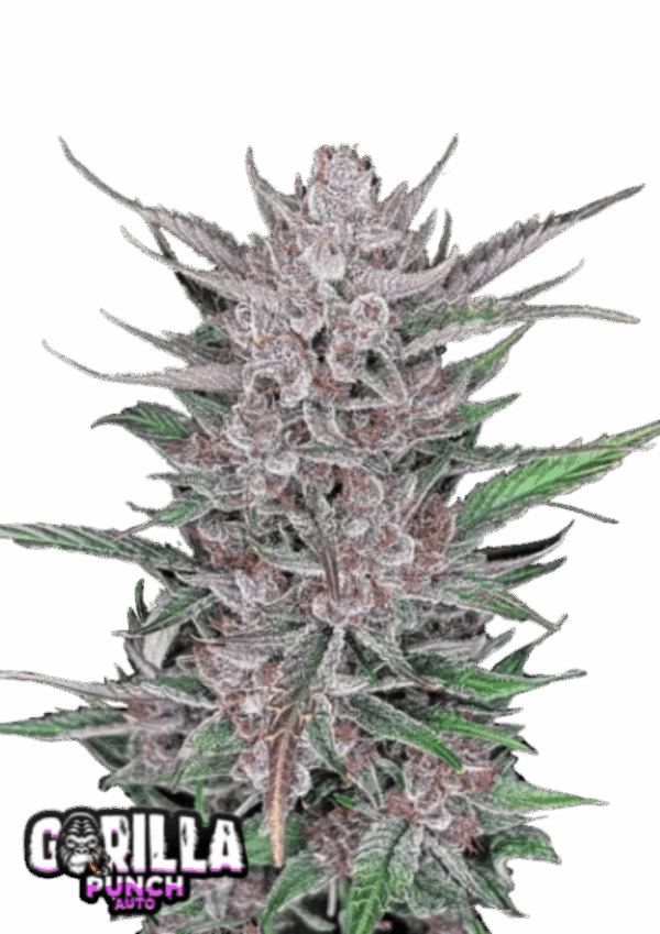 Fast Buds Cannabis Seeds Gorilla Punch Auto 100 db