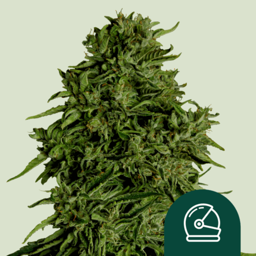 Royal Queen Seeds Cannabis Seeds Cosmos F1 Auto 25 db