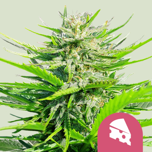 Royal Queen Seeds Cannabis Seeds Royal Cheese - Fast Feminized 25 db