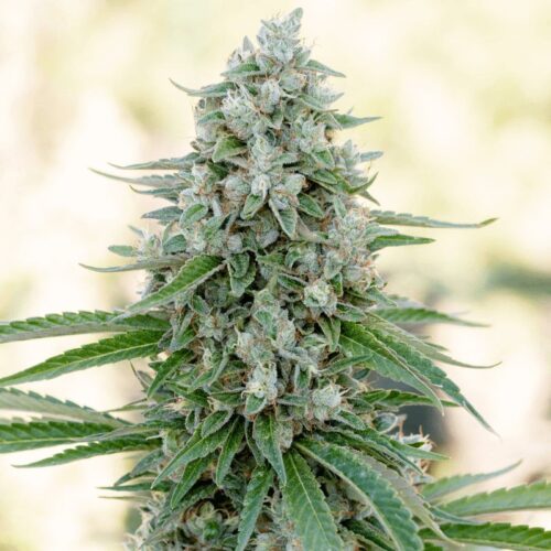 Silent Seeds Classic Cannabis Seeds Critical Mango Feminized 10 db