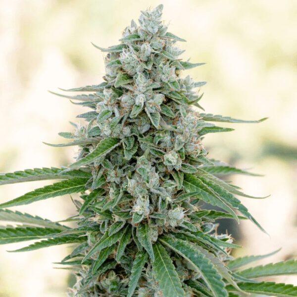 Silent Seeds Classic Cannabis Seeds Critical Mango Feminized 10 db