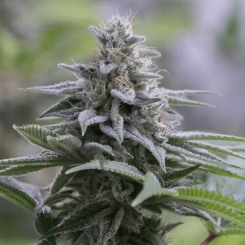 Silent Seeds Egzotikus Cannabis Seeds Zkittlez 2.0 Feminized 10 db
