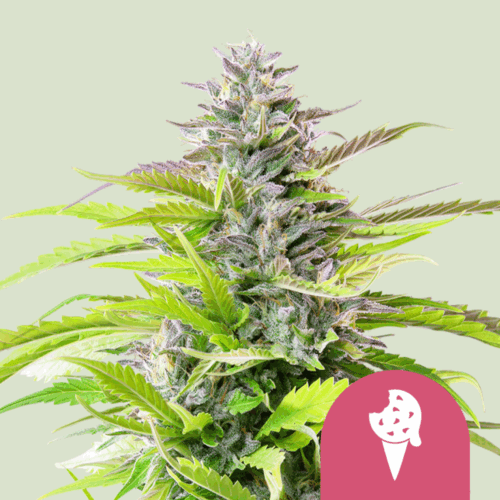 Royal Queen Seeds Cannabis Seeds Cookies Gelato Feminized 25 db