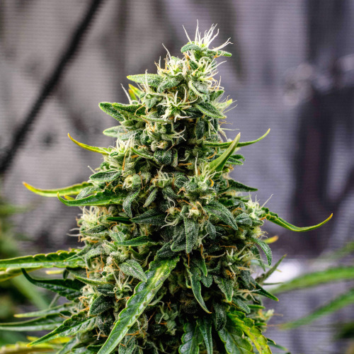 Doctor's Choice Seeds Rock Machine Auto Feminized 10 db