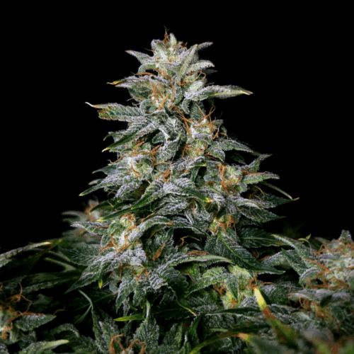 Doctor´s Choice Seeds Lowryder regular (IBL) Auto Regular 10 db