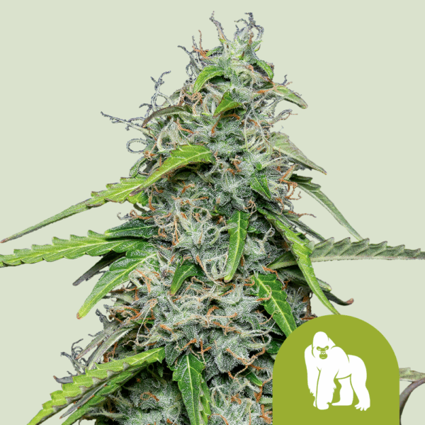 Royal Queen Seeds Cannabis Seeds Royal Gorilla Auto 25 db