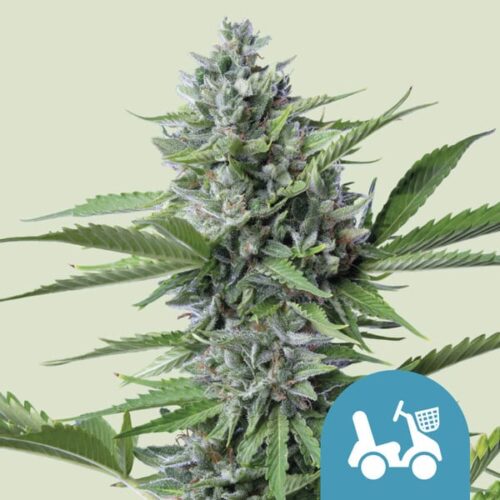Royal Queen Seeds Cannabis Seeds Fast Eddy Auto (High CBD) 25 db