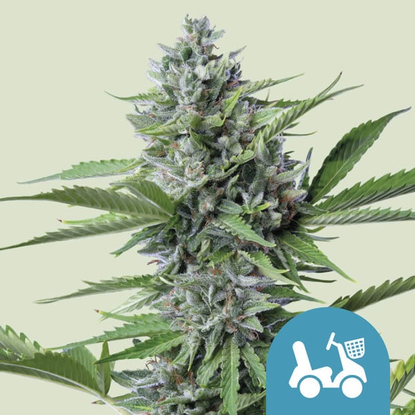 Royal Queen Seeds Cannabis Seeds Fast Eddy Auto (High CBD) 25 db