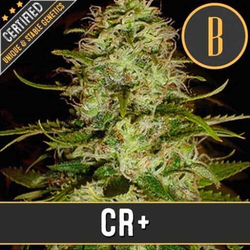 Blimburn Seeds Cannabis Seeds Cr+ Feminized 3 pár