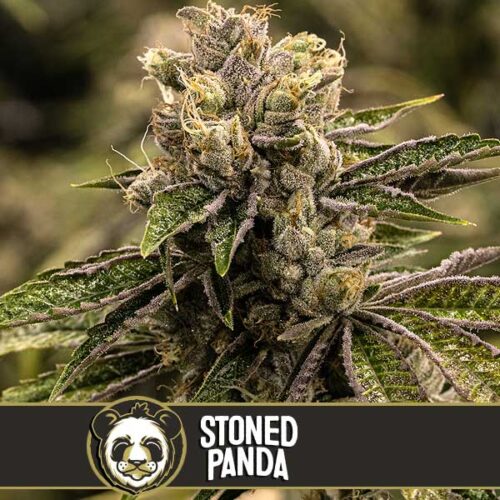 Blimburn Seeds Cannabis Seeds Stoned Panda Feminized 3 pár