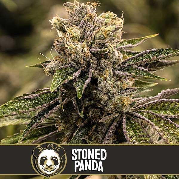 Blimburn Seeds Cannabis Seeds Stoned Panda Feminized 3 pár