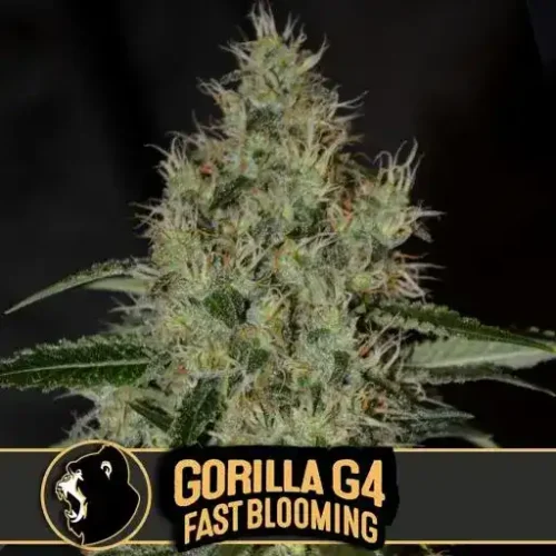 Blimburn Seeds Cannabis Seeds Gorilla Glue G4 Gyors virágzás 3 pár