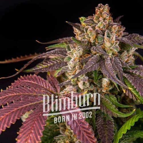 Blimburn Seeds Cannabis Seeds Pink Runtz Feminized 100 db