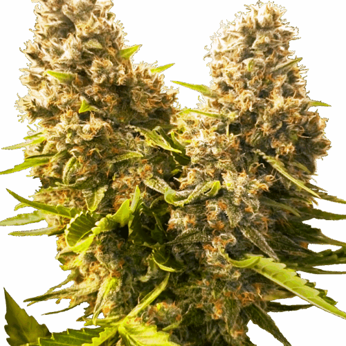 Sensi Seeds Cannabis Seeds Banana Kush Cake Automatic Feminized