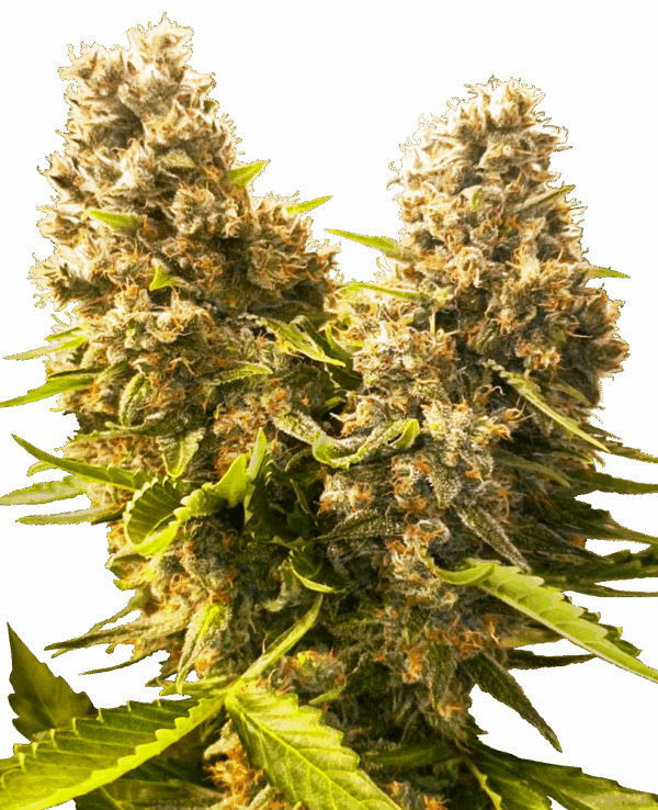 Sensi Seeds Cannabis Seeds Banana Kush Cake Automatic Feminized