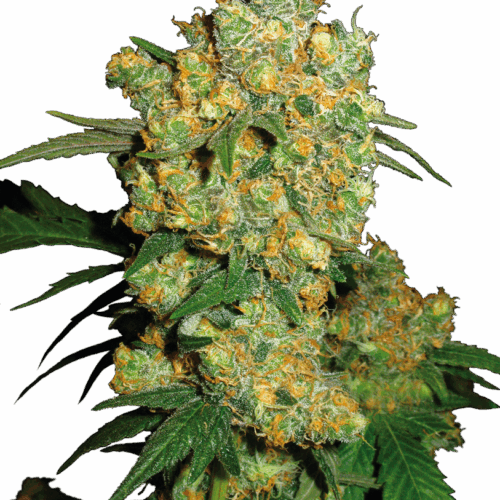 Sensi Seeds Cannabis Seeds Big Bud® Regular