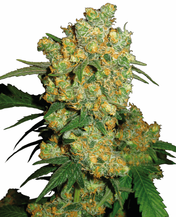 Sensi Seeds Cannabis Seeds Big Bud® Regular