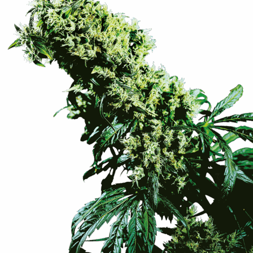 Sensi Seeds Cannabis Seeds Northern Lights #5 x Haze® Regular