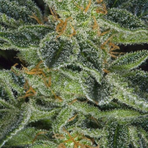 T.H.Seeds™ Cannabis Seeds Skunk XXX