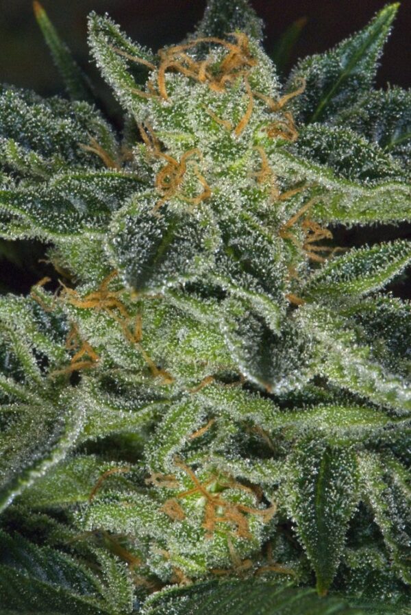 T.H.Seeds™ Cannabis Seeds Skunk XXX