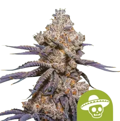 Royal Queen Seeds Kannabiszmagok Mexican Rush Auto 10 db