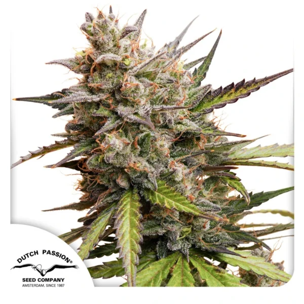 Dutch Passion Cannabis Seeds Auto Melonade Runtz® Autoflowering 100 db