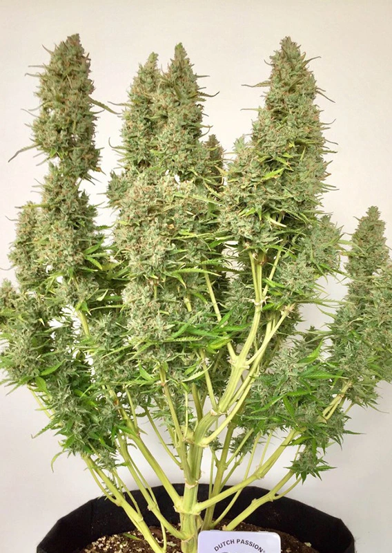 Dutch Passion Cannabis Seeds Auto Ultimate® Autoflowering 100 db