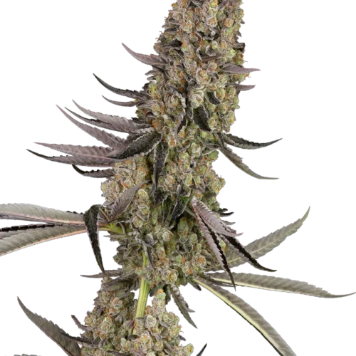 Sensi Seeds Cannabis Seeds Vlad the Inhaler Feminized 10+4 db