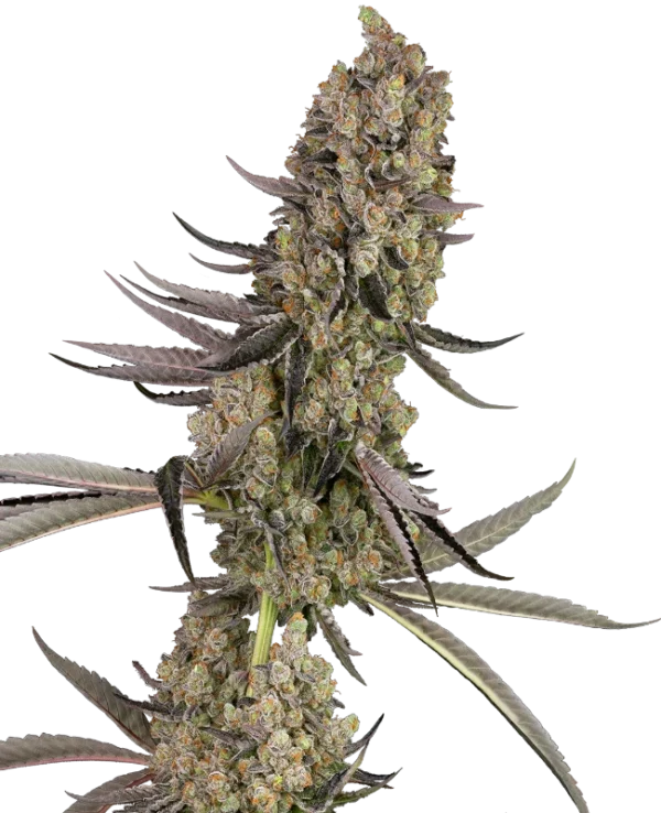 Sensi Seeds Cannabis Seeds Vlad the Inhaler Feminized 10+4 db