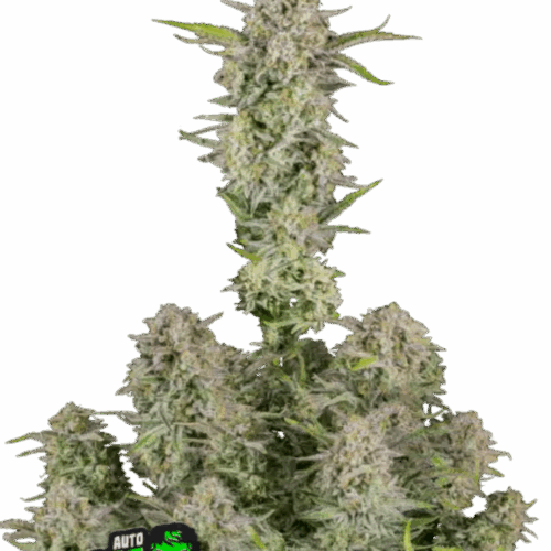Fast Buds Cannabis Seeds Bruce Banner Auto 100 db